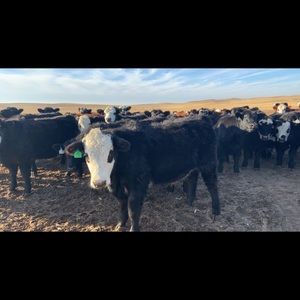 Meet your Posher, Caitlyn